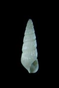 Chrysallida&nbsp;terebellum